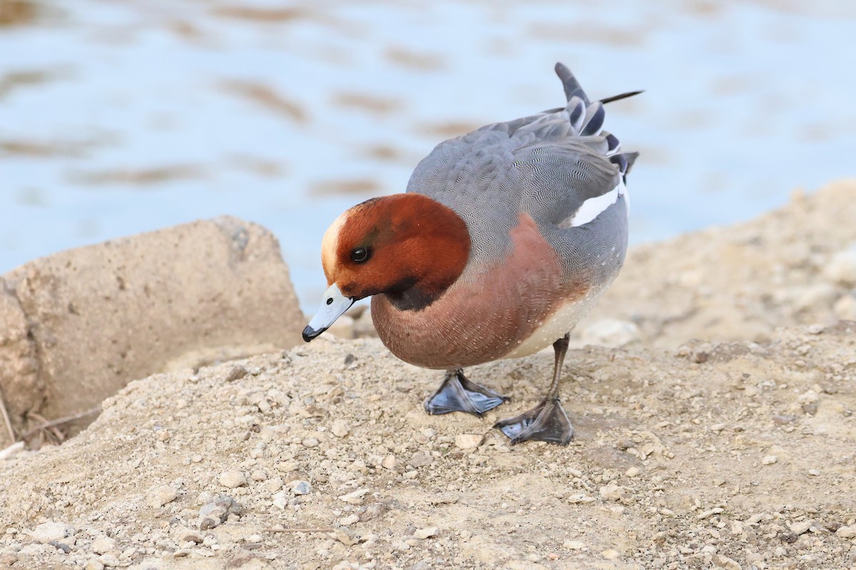 Eurasian Wigeon - ML640176722