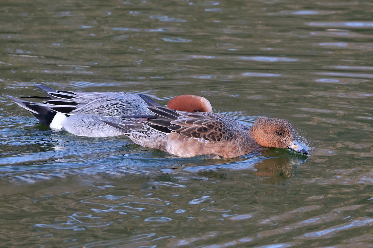 Eurasian Wigeon - ML640176723