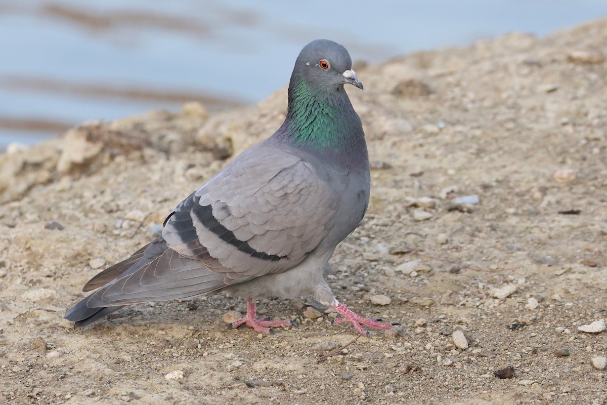 Rock Pigeon (Feral Pigeon) - ML640176728