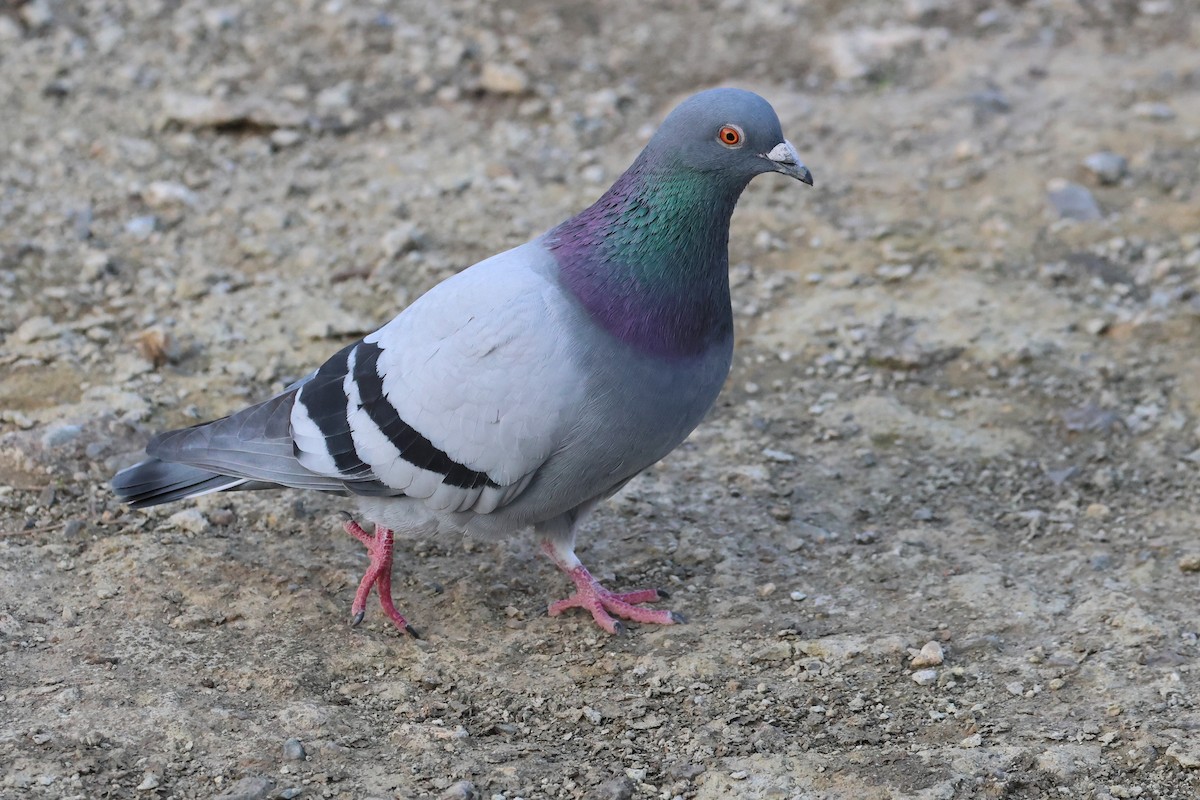 Rock Pigeon (Feral Pigeon) - ML640176729