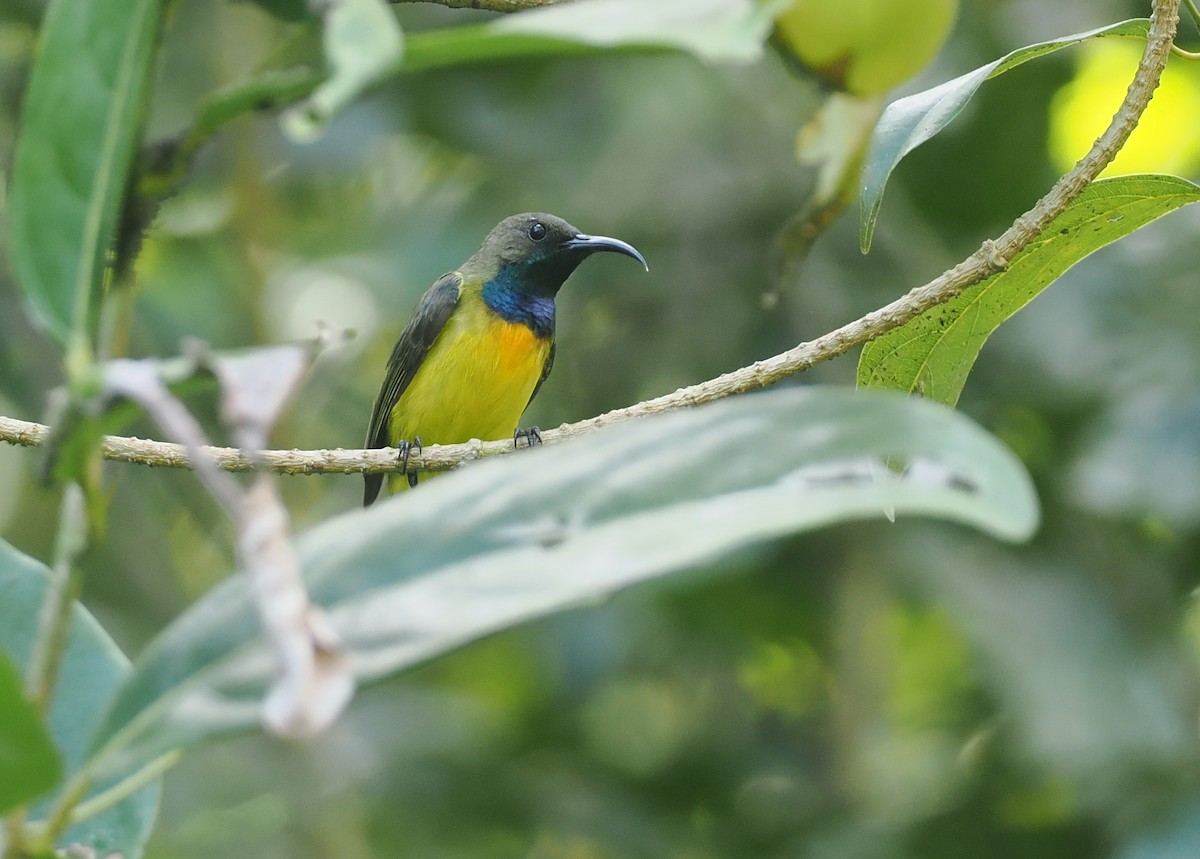 Apricot-breasted Sunbird - ML640176732