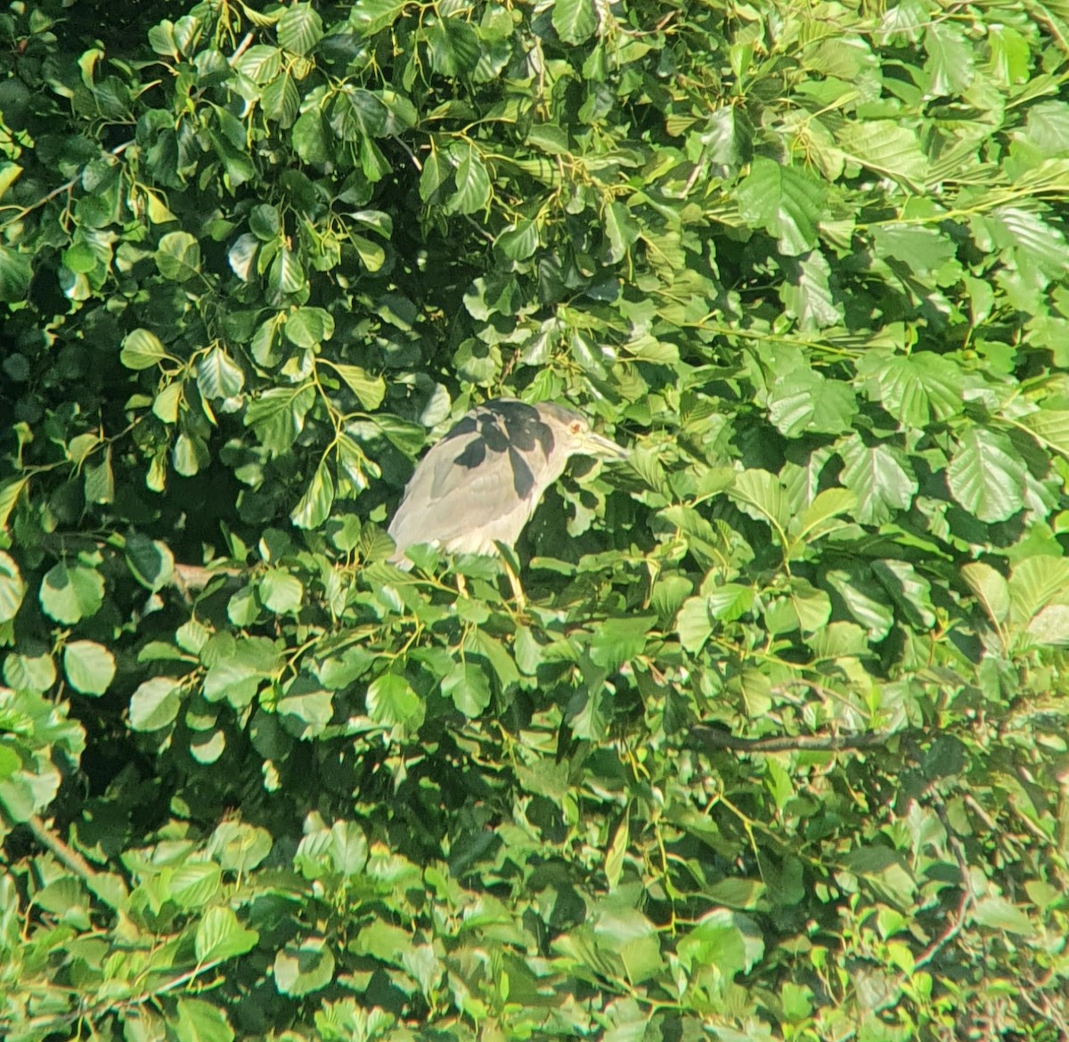 kvakoš noční - ML640176734