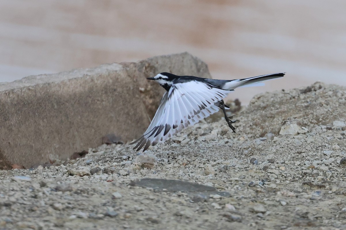 White Wagtail - ML640176735