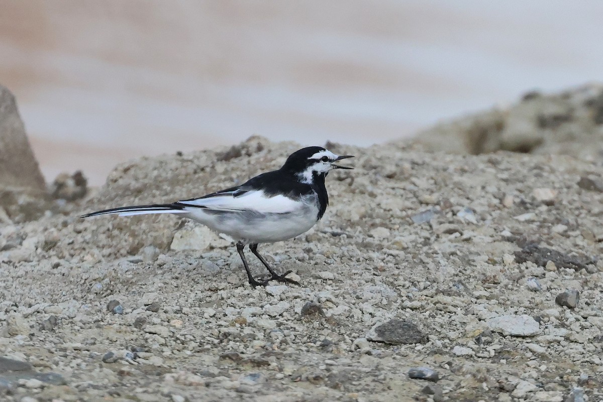 White Wagtail - ML640176736