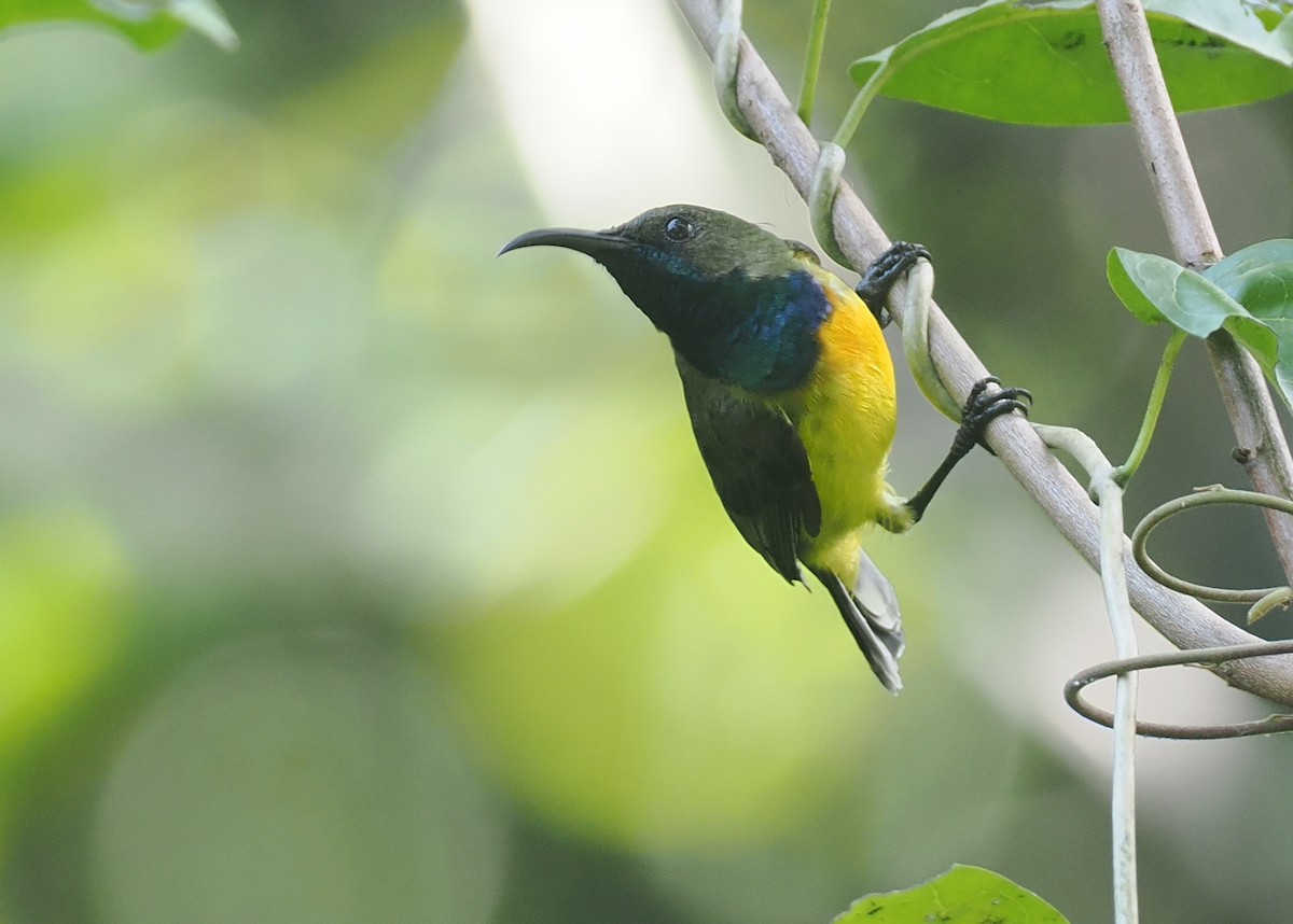 Apricot-breasted Sunbird - ML640176743
