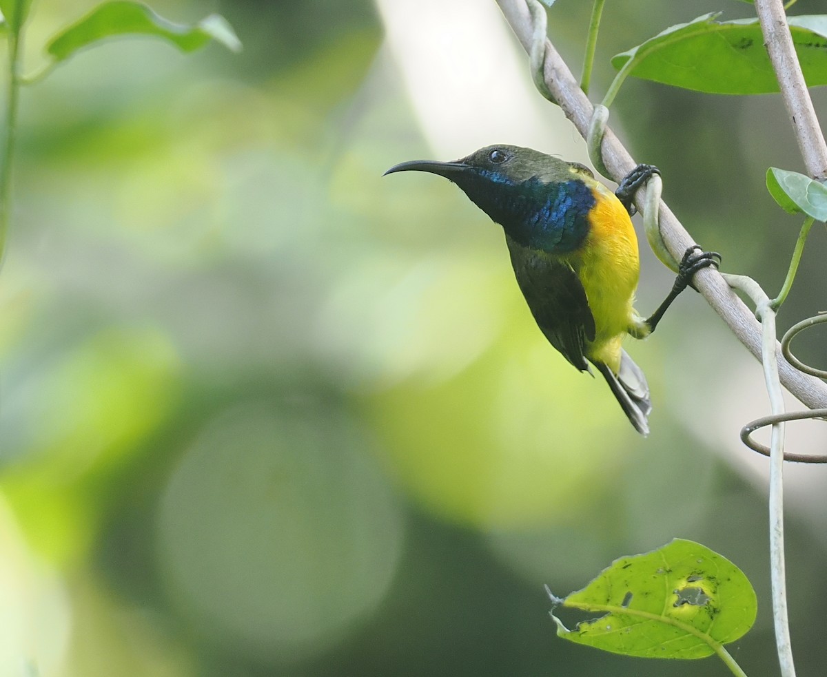 Apricot-breasted Sunbird - ML640176747
