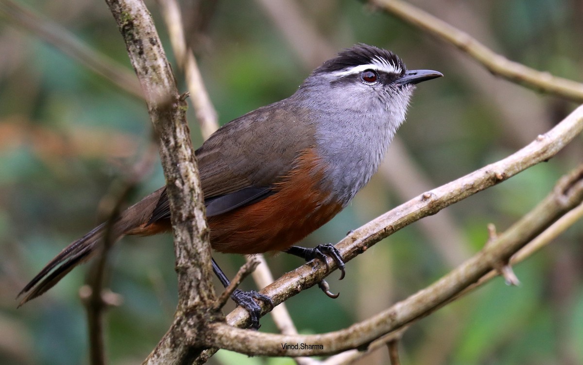 Palani Laughingthrush - ML640176754