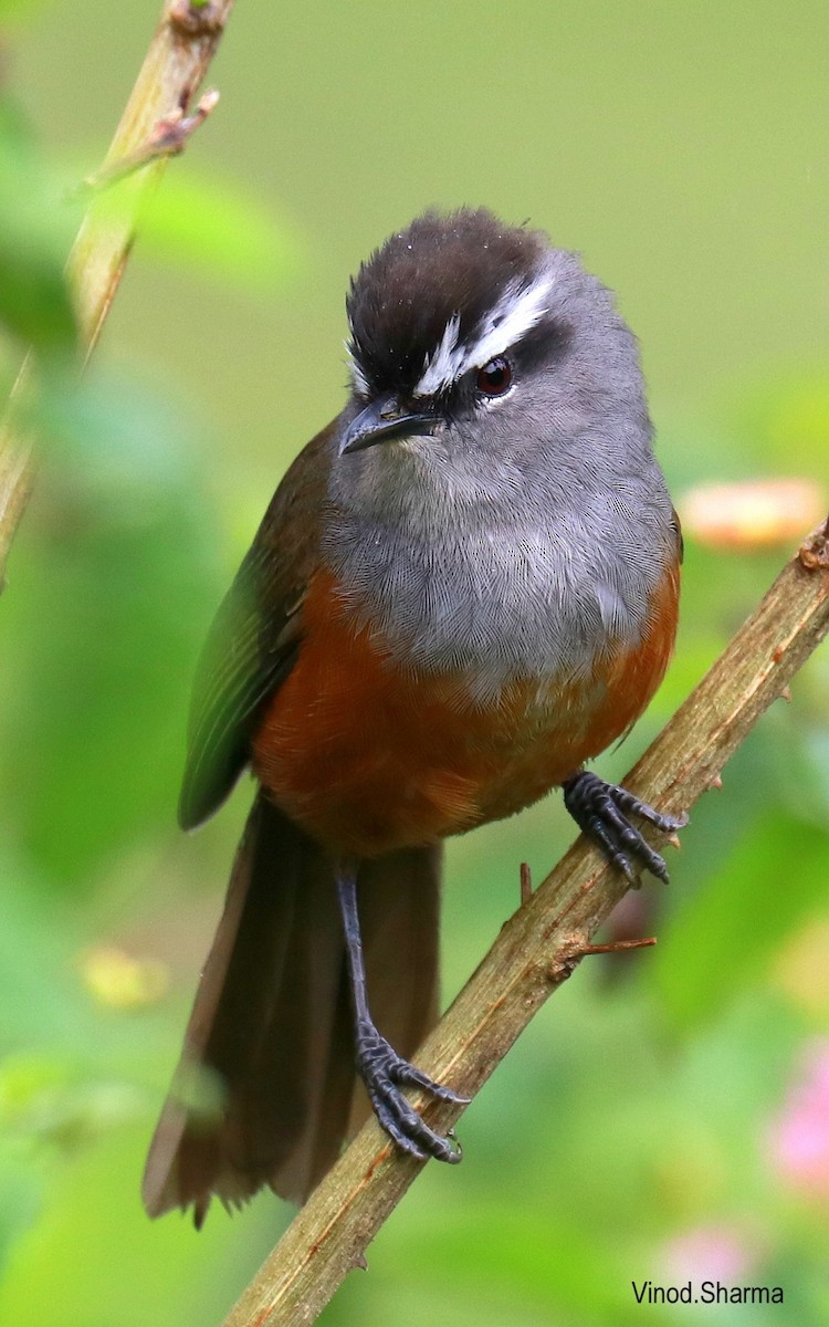 Palani Laughingthrush - ML640176755