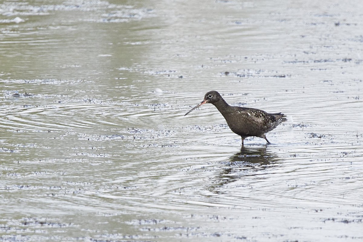 Spotted Redshank - ML640176792