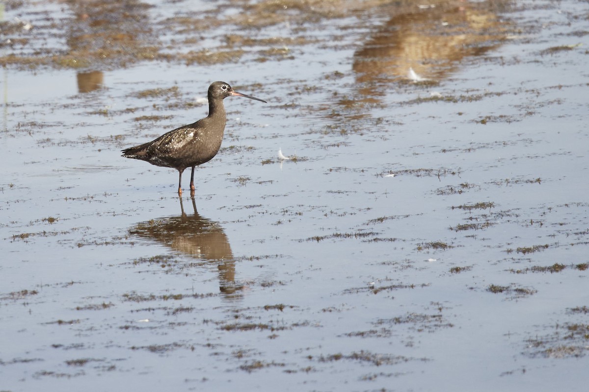 Spotted Redshank - ML640176793