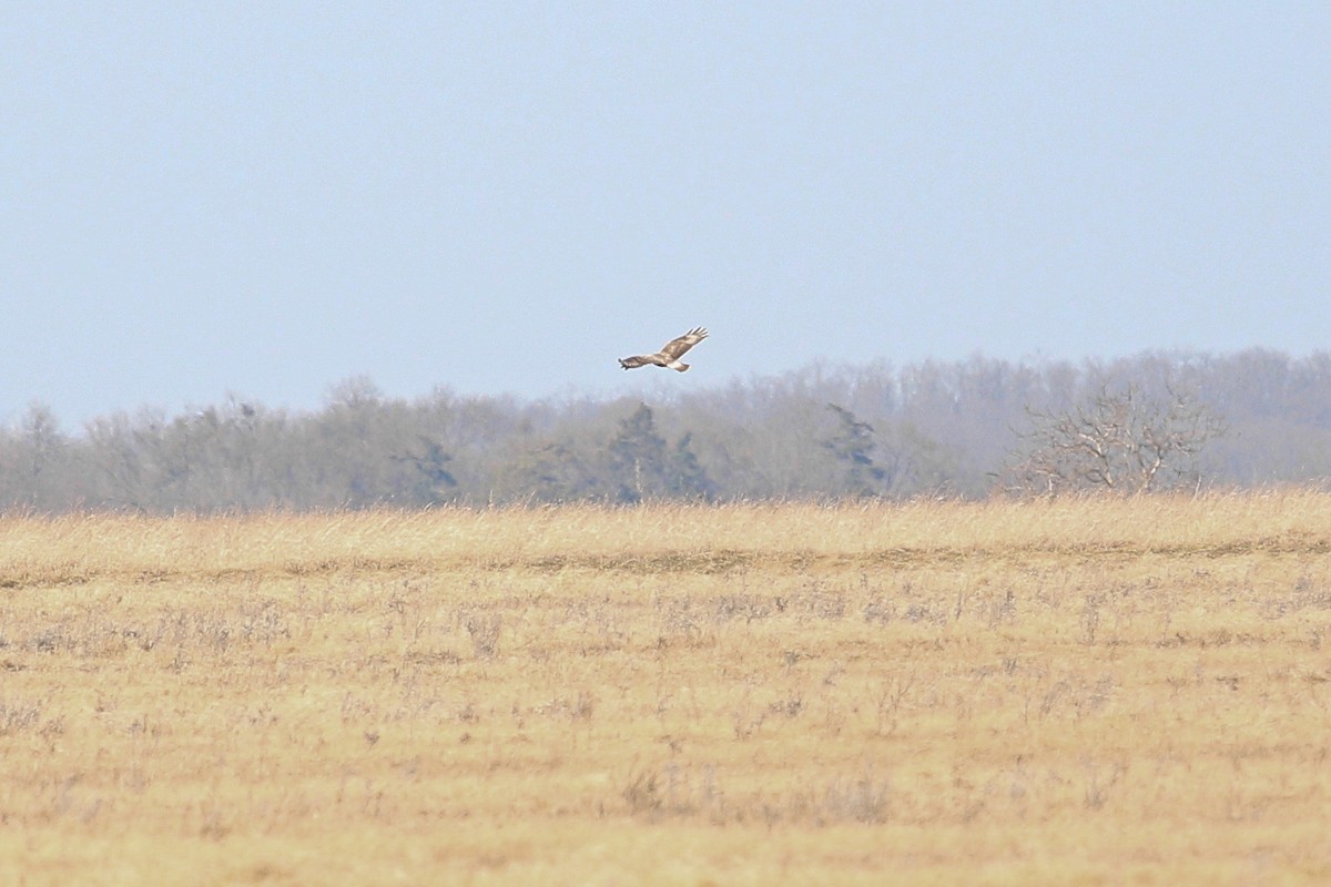 Rough-legged Hawk - ML640176805