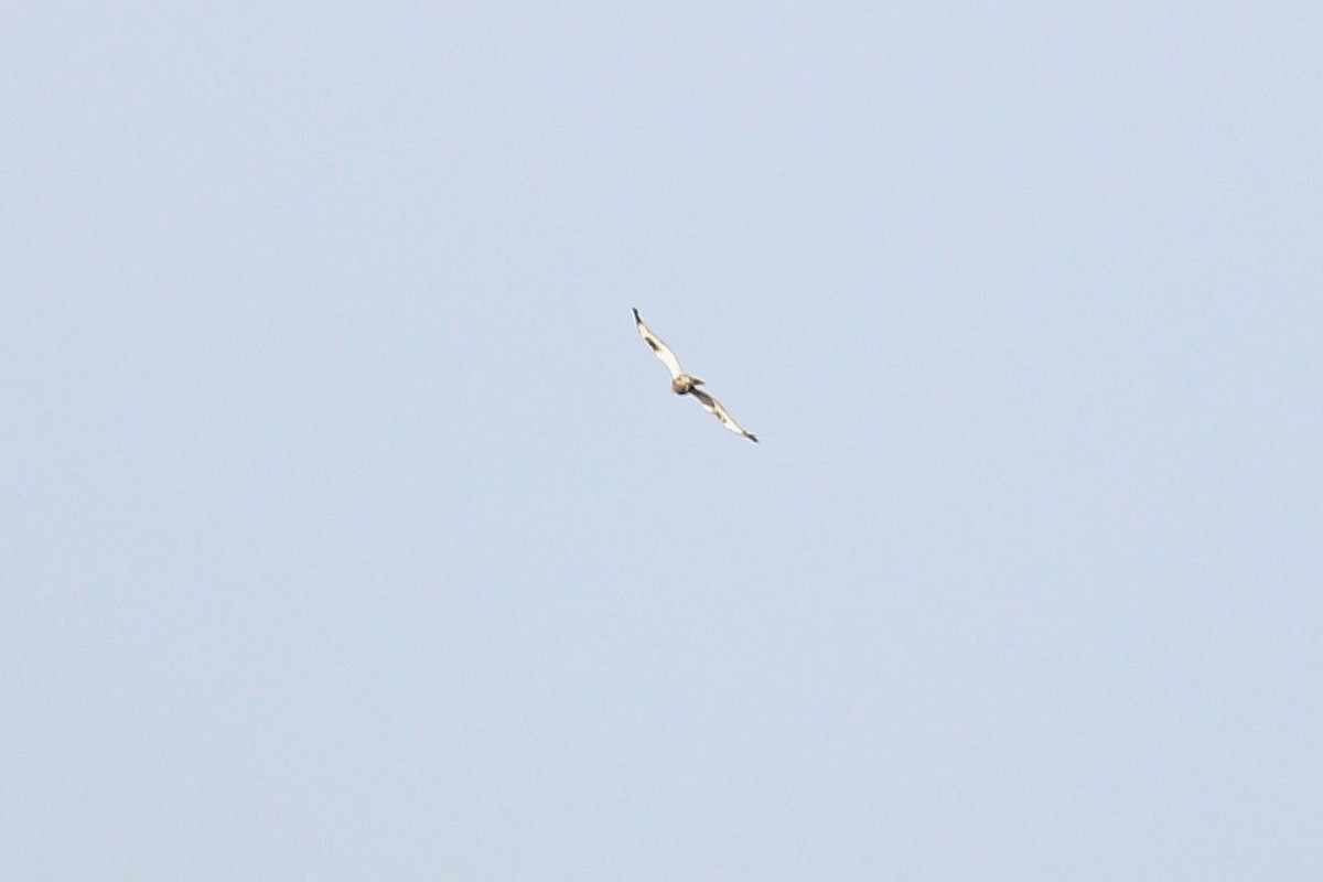 Rough-legged Hawk - ML640176807