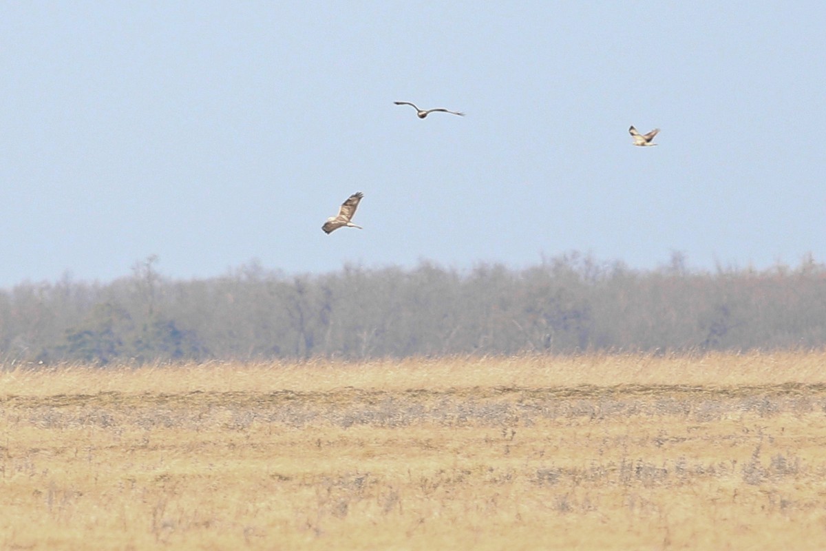 Rough-legged Hawk - ML640176809