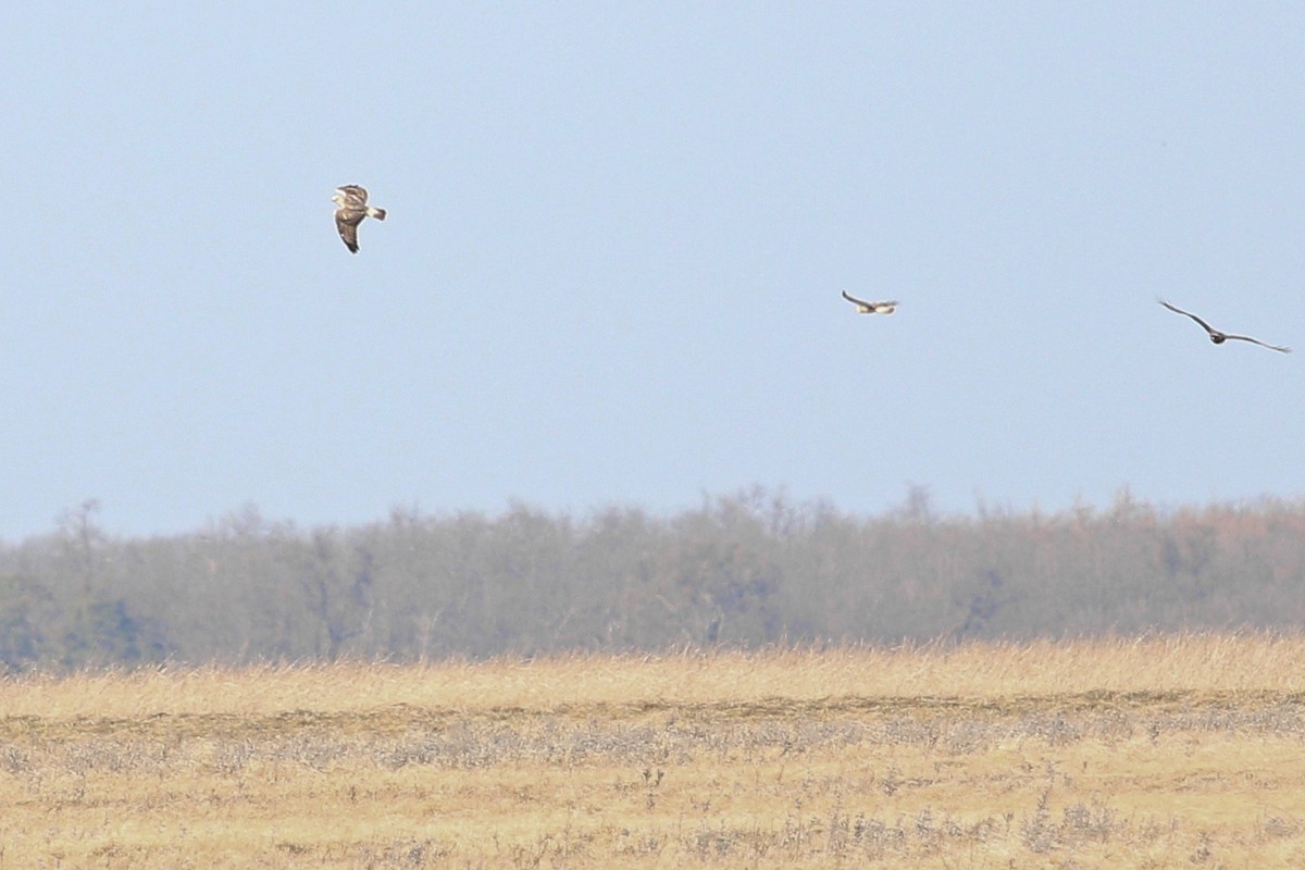 Rough-legged Hawk - ML640176813