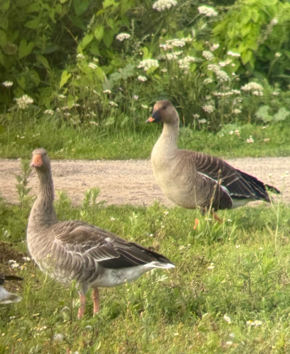 Tundra Bean-Goose - ML640176888