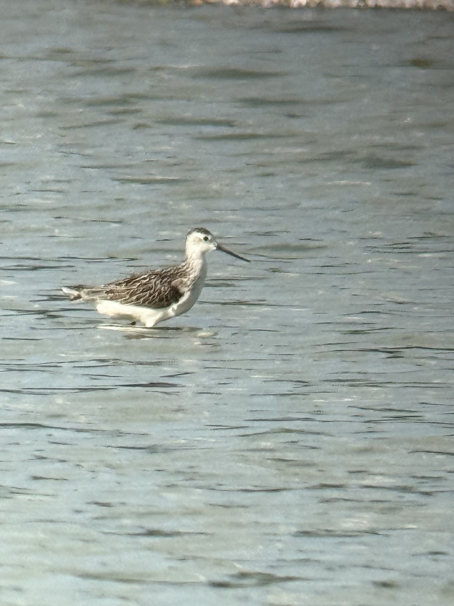 Marsh Sandpiper - ML640176909