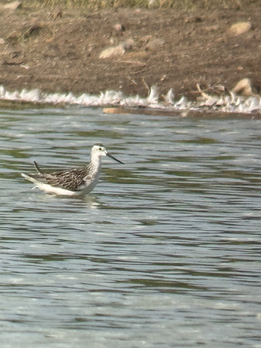 Marsh Sandpiper - ML640176910