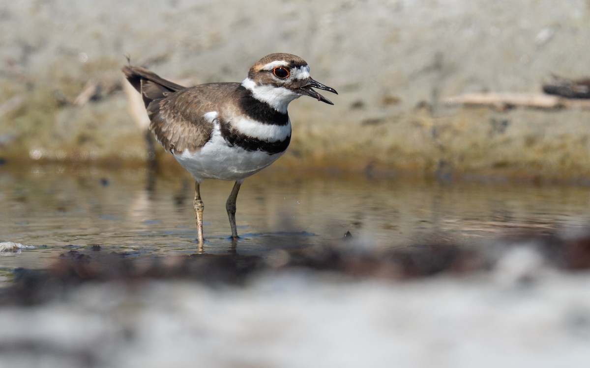 Killdeer - ML640176945