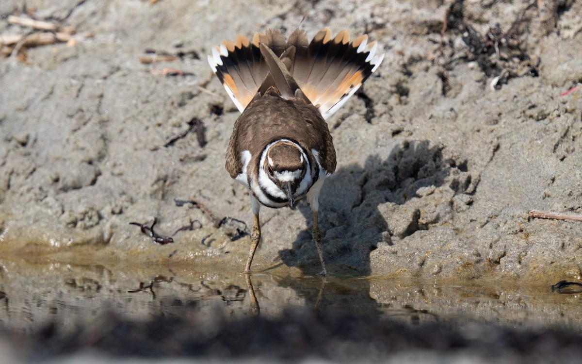 Killdeer - ML640176946