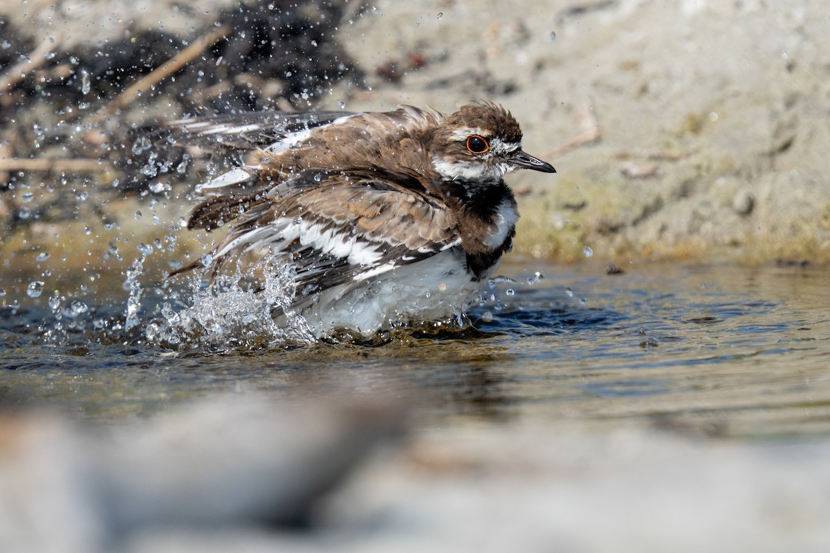 Killdeer - ML640176947