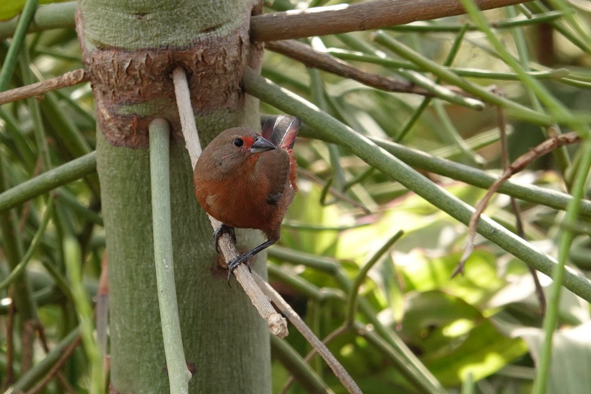 African Firefinch - ML640176948