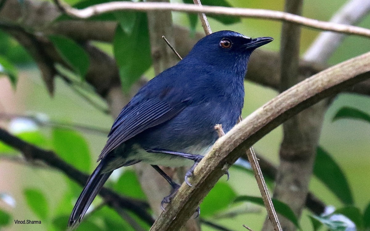 White-bellied Sholakili - ML640177030