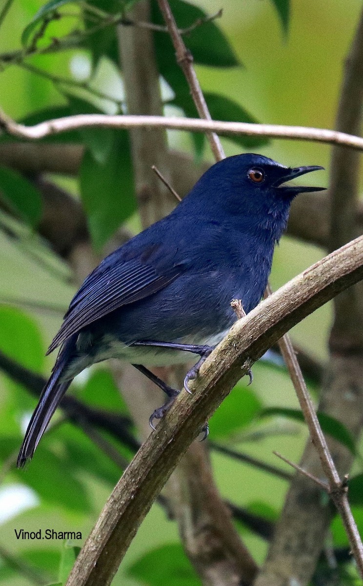 White-bellied Sholakili - ML640177045