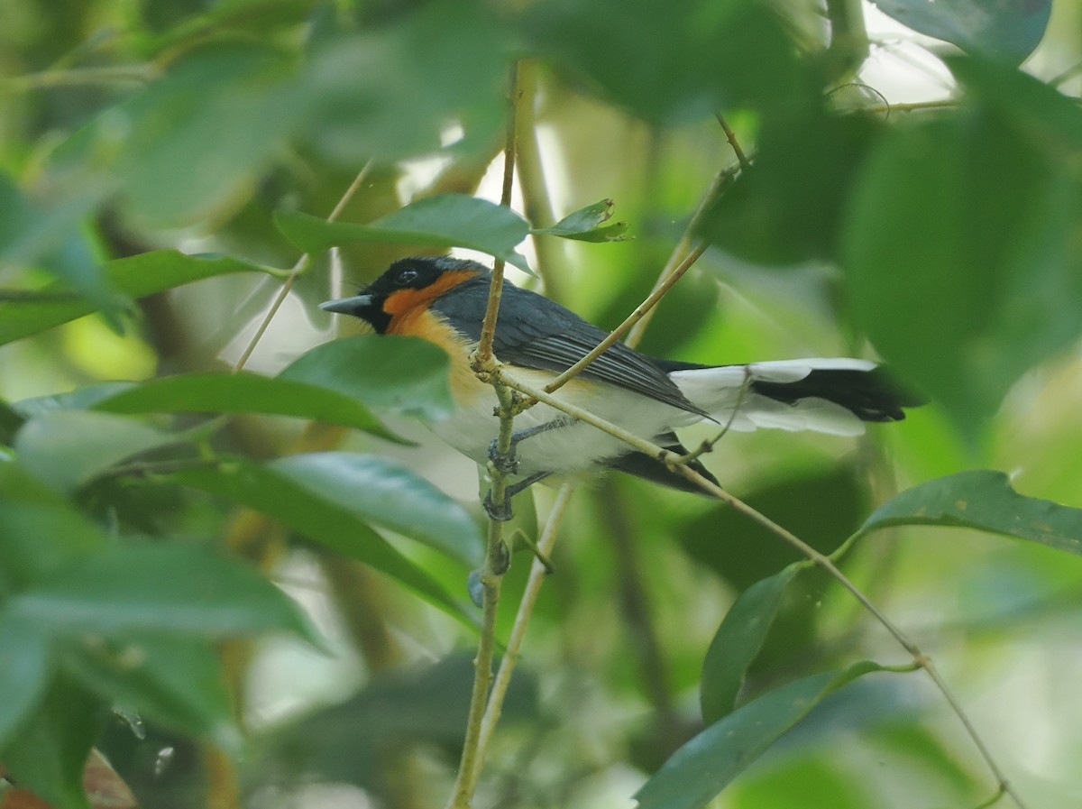 Australian Spectacled Monarch (Western) - ML640177158