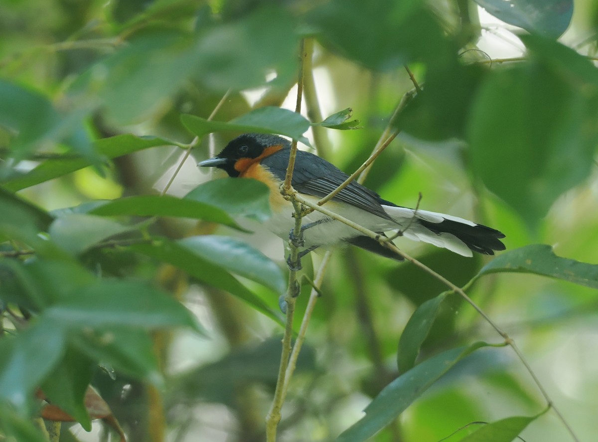 Australian Spectacled Monarch (Western) - ML640177161