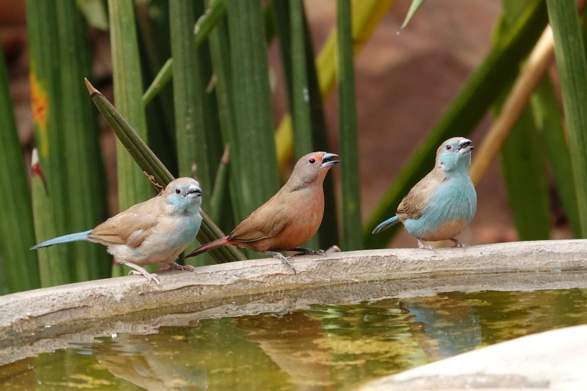African Firefinch - ML640177172