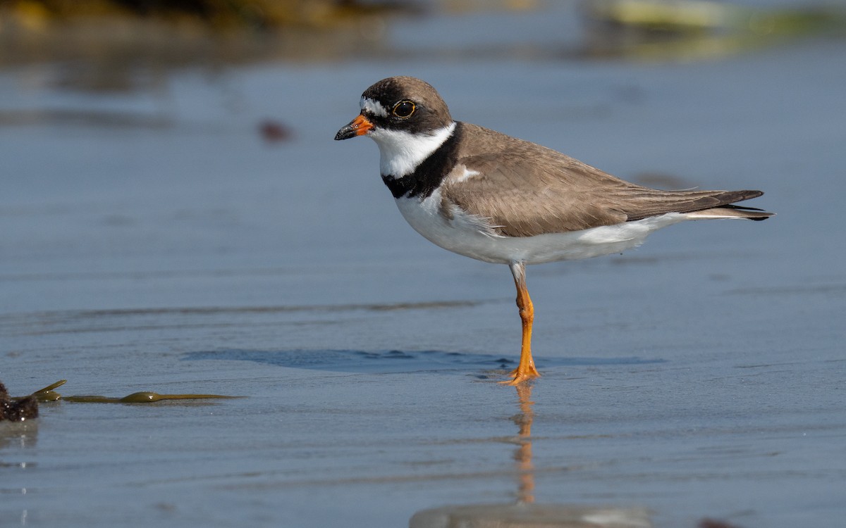 Semipalmated Plover - ML640177193