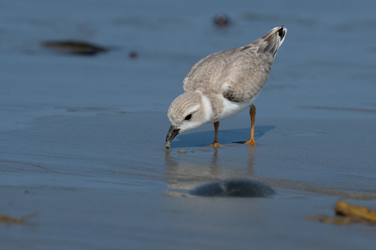 Piping Plover - ML640177198