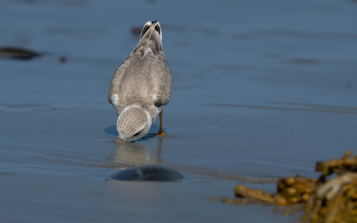 Piping Plover - ML640177199
