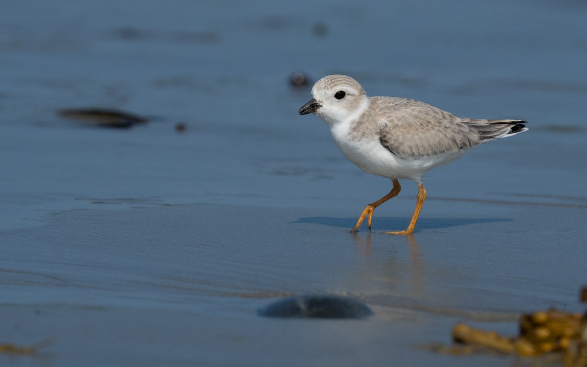 Piping Plover - ML640177201