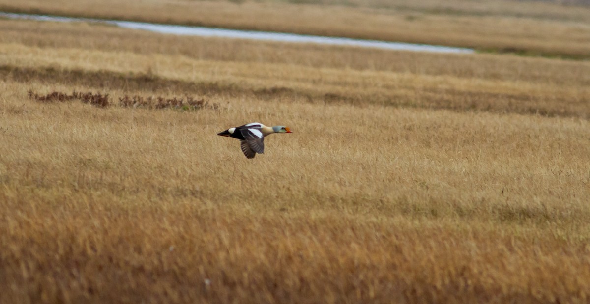 King Eider - ML640177382