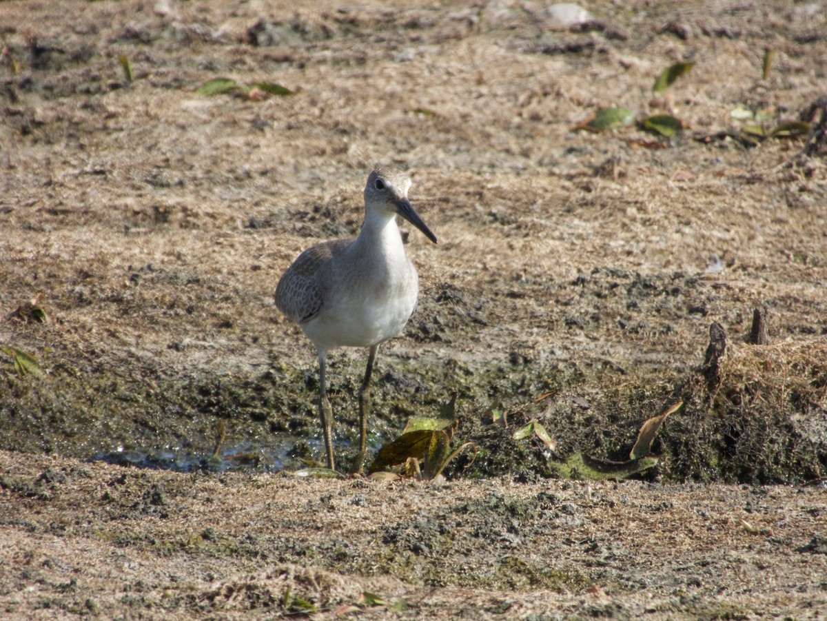Willet - ML640177427
