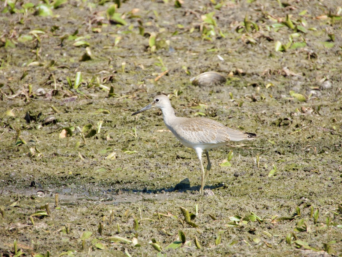 Willet - ML640177428