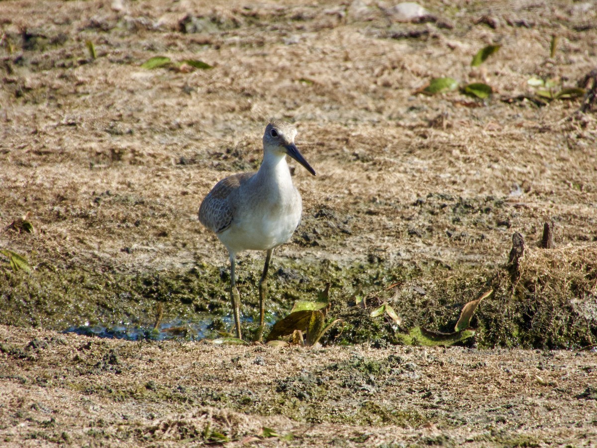 Willet - ML640177429
