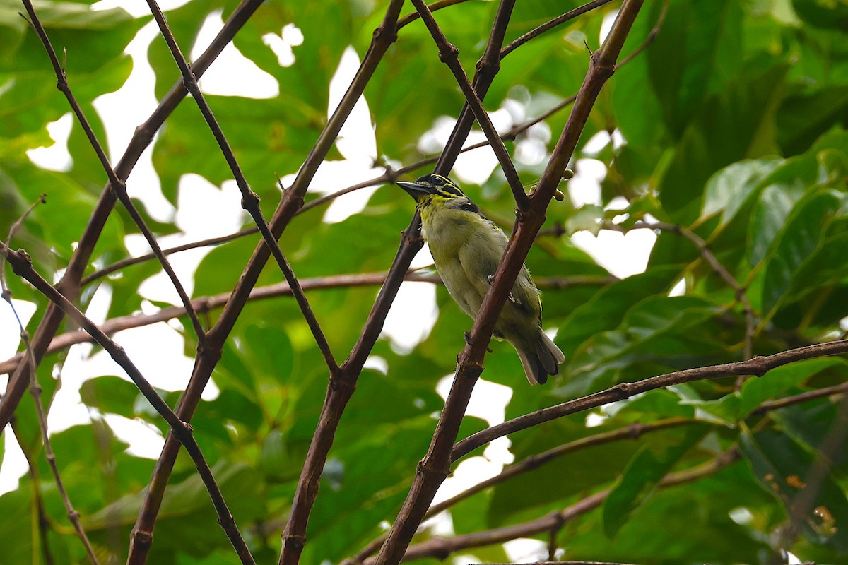 Red-rumped Tinkerbird - ML640177480
