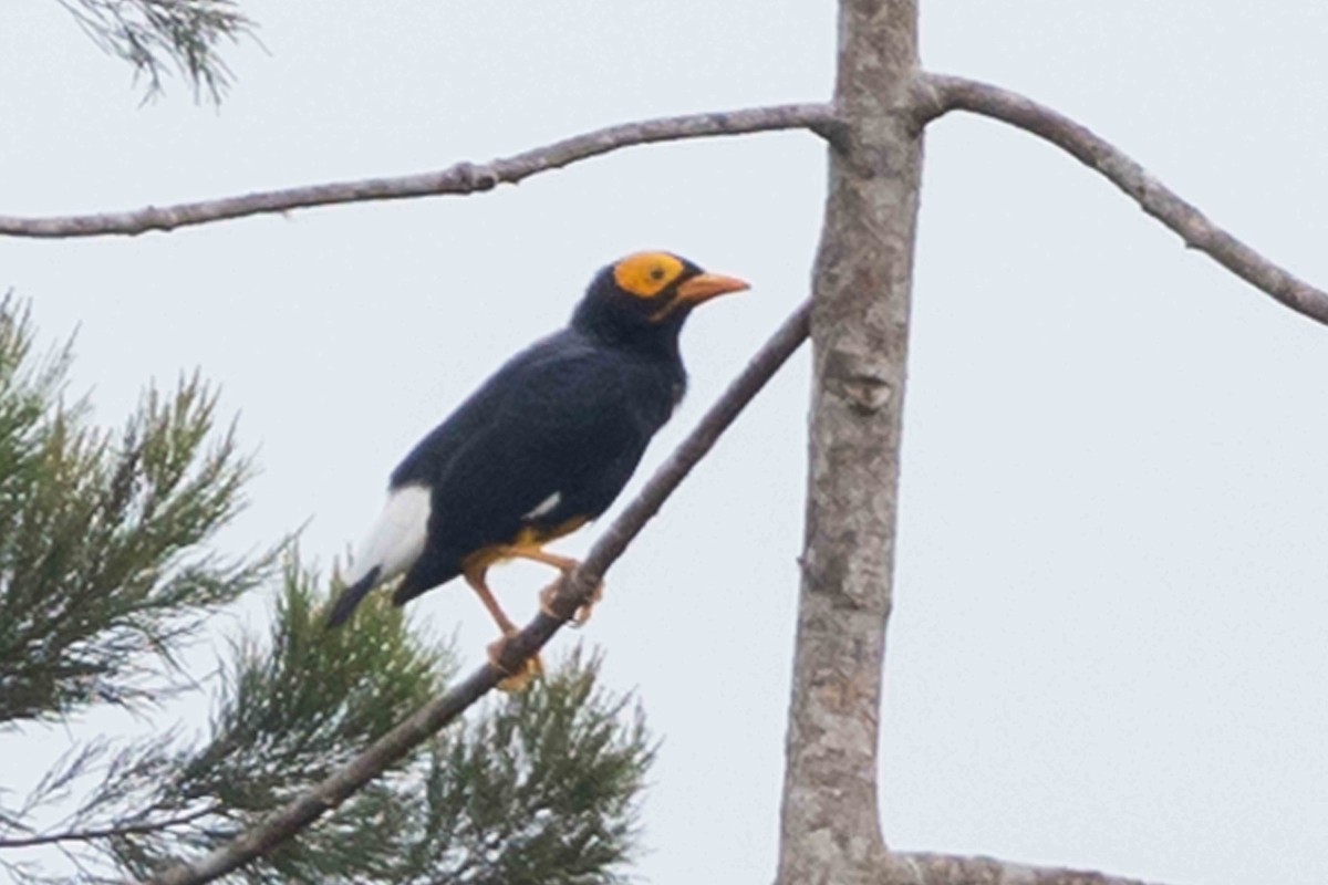 Yellow-faced Myna - ML640177565