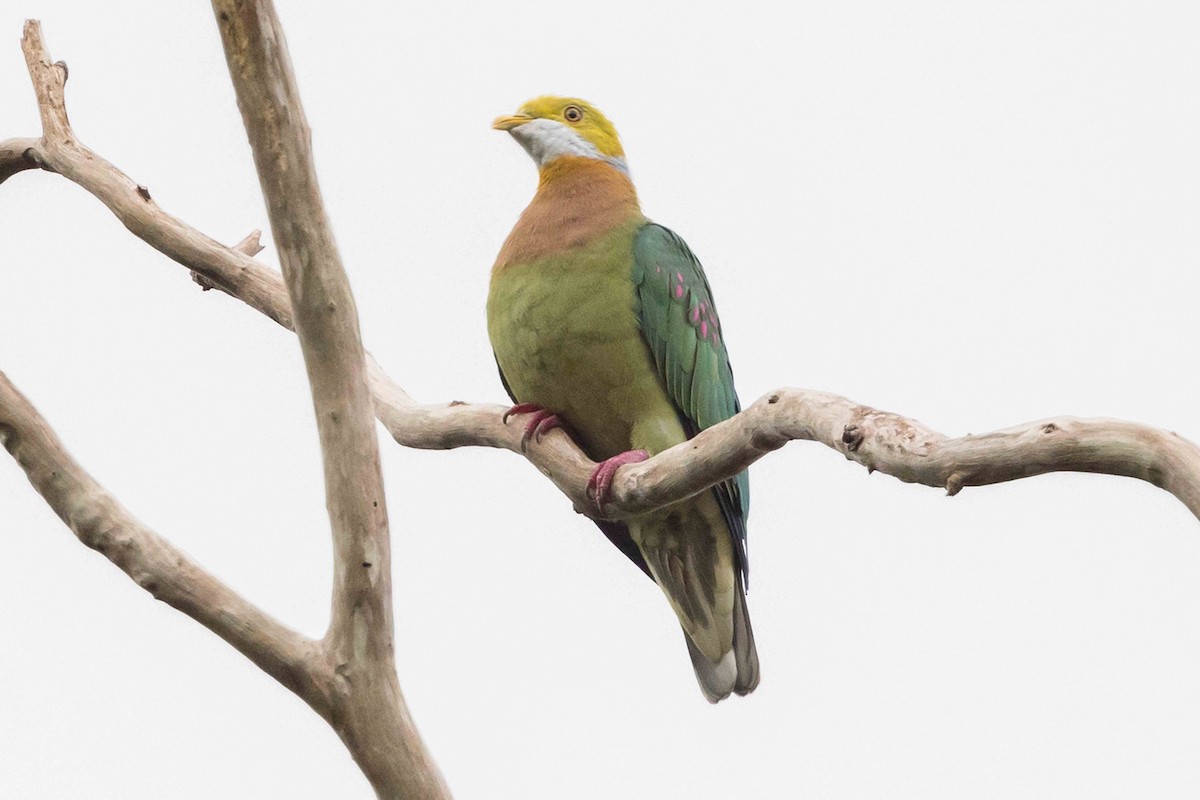 Pink-spotted Fruit-Dove - ML640177580