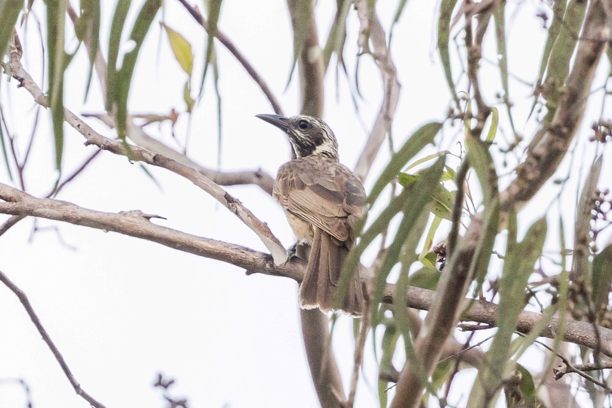 Streak-headed Honeyeater - ML640177607