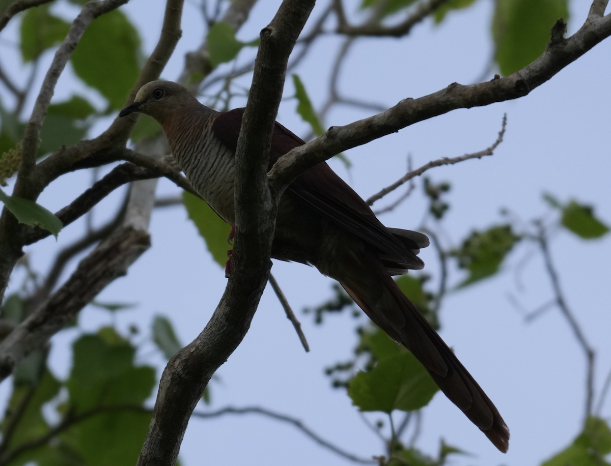 Sultan's Cuckoo-Dove - ML640177610