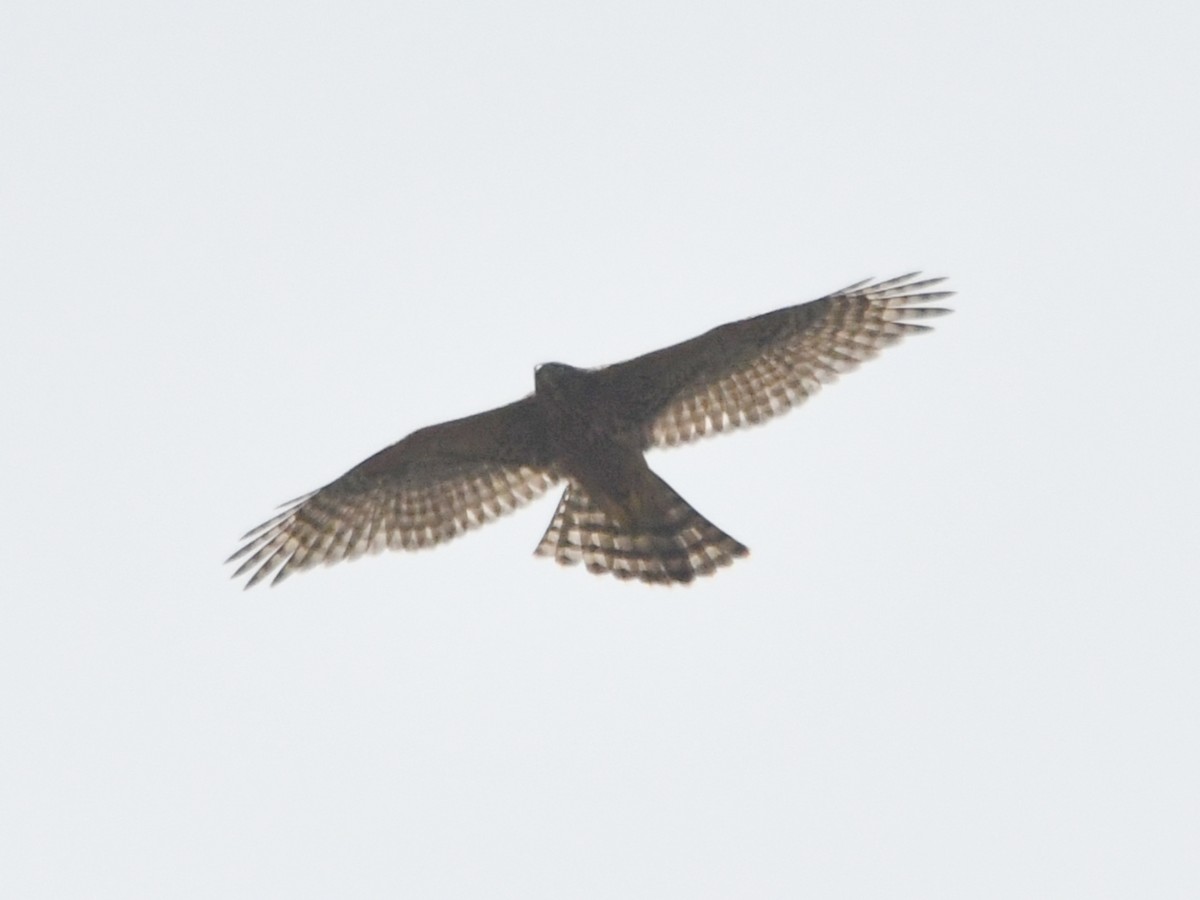 蒼鷹 - ML640177699
