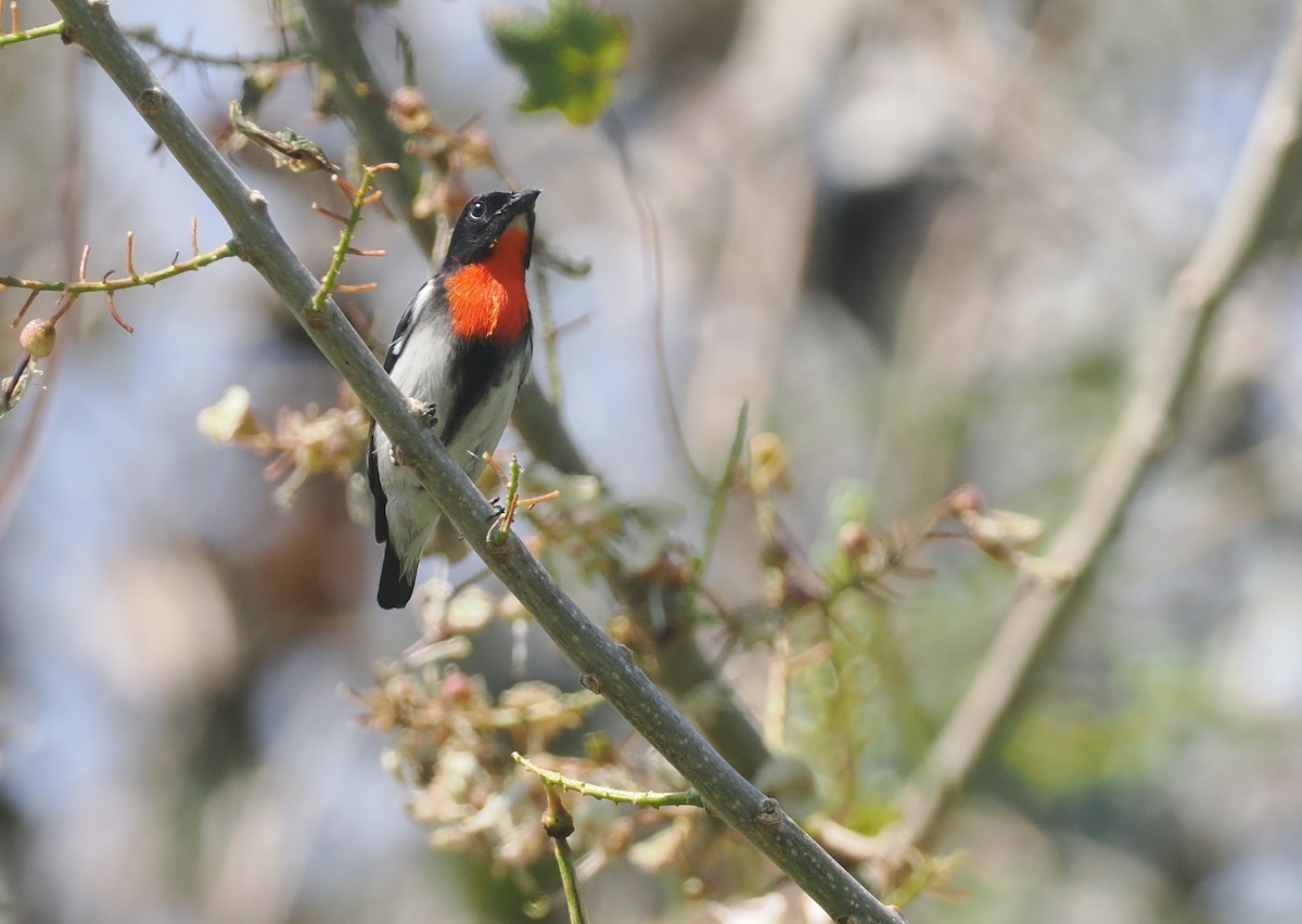 Sumba Flowerpecker - ML640177705
