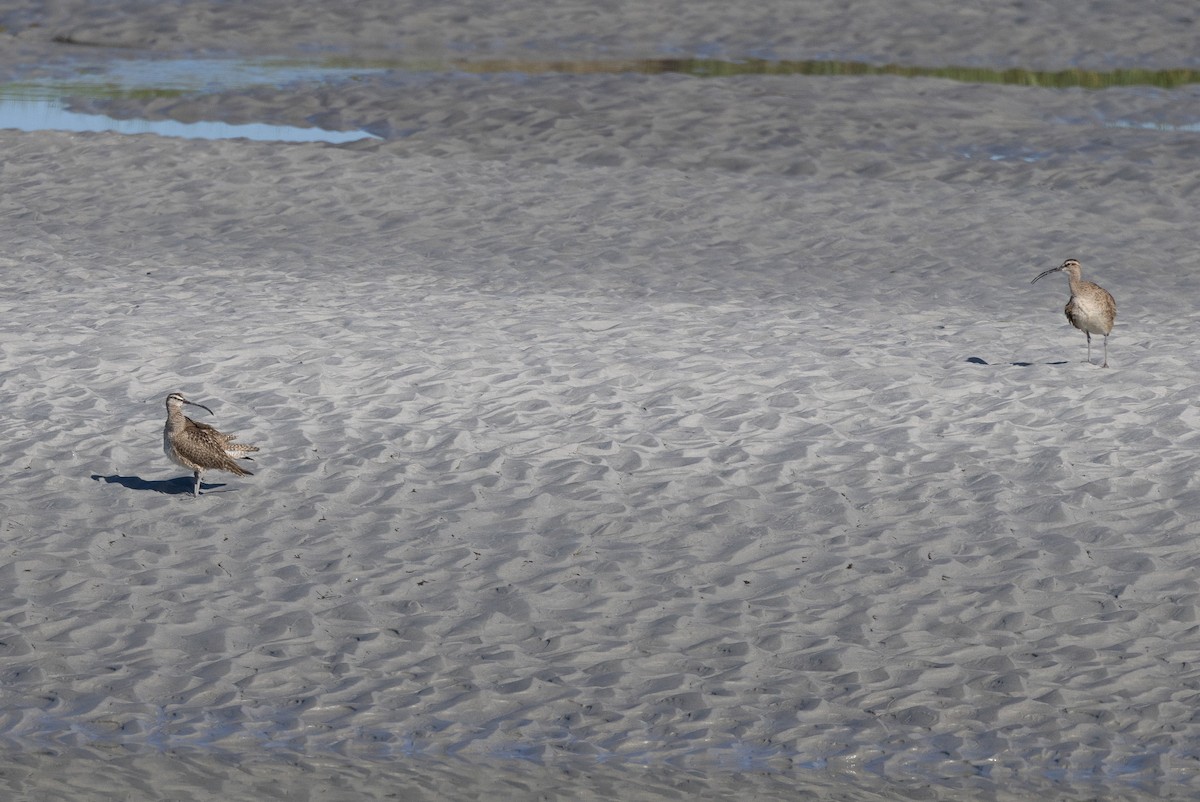 Whimbrel - ML640177736