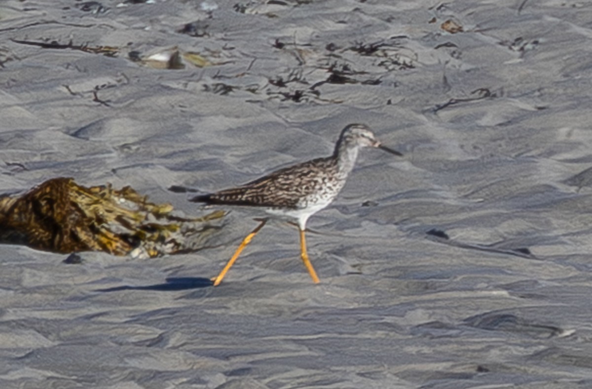 Lesser Yellowlegs - ML640177746