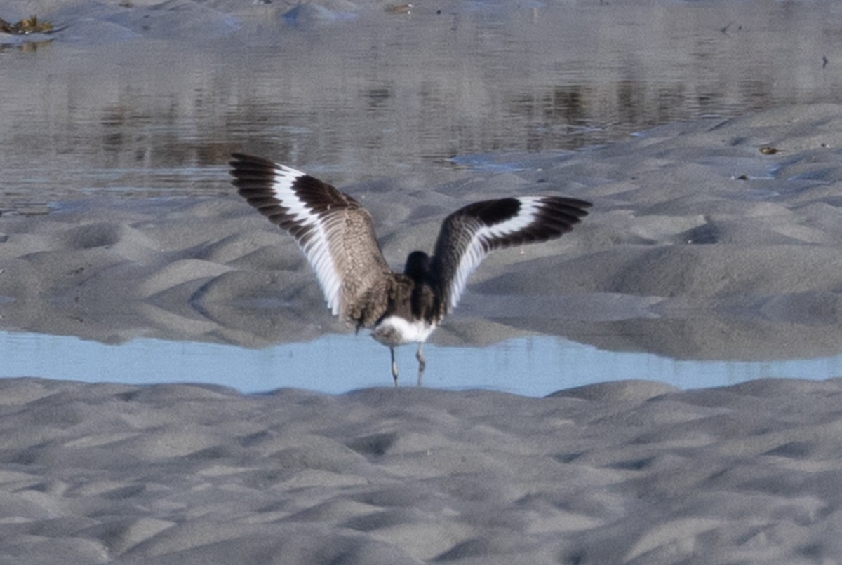 Willet - ML640177750