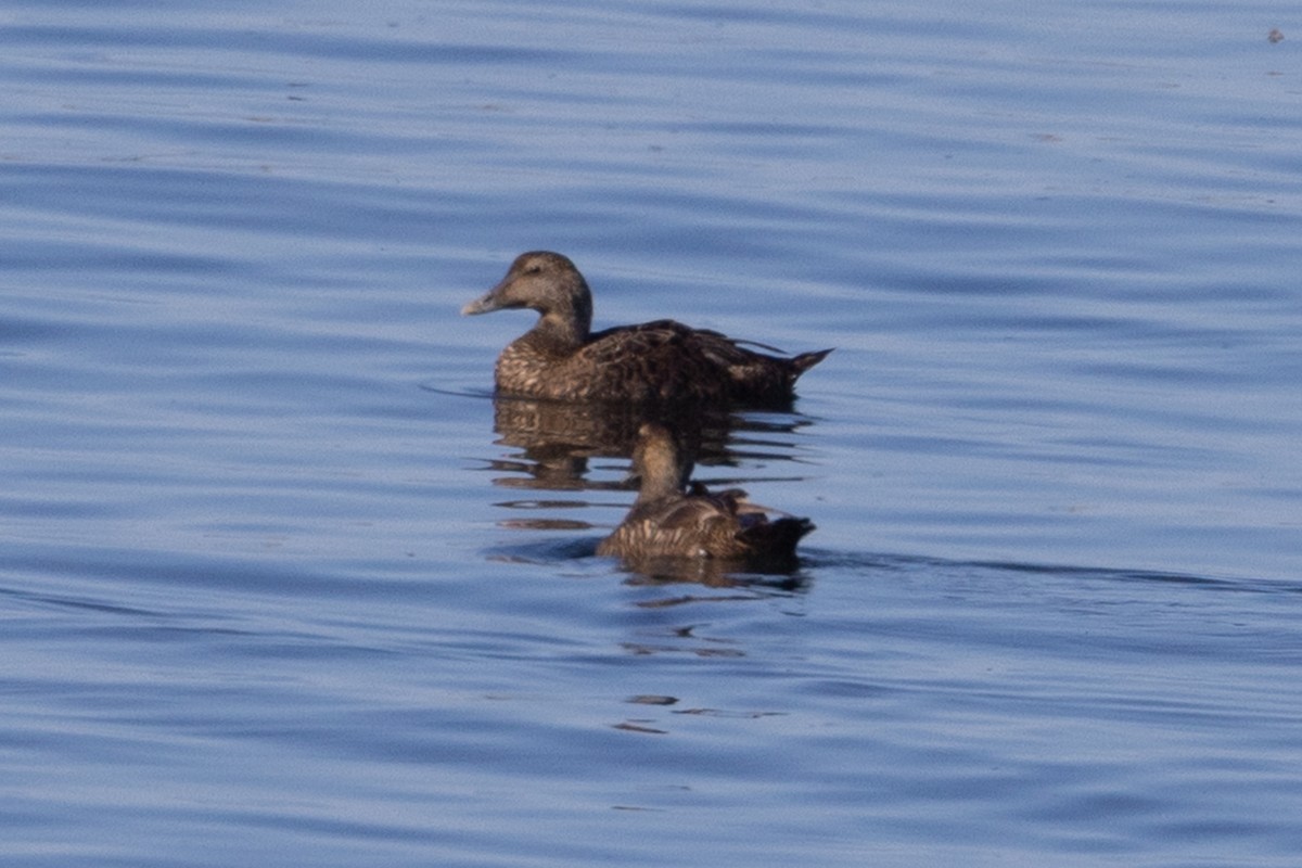 Common Eider - ML640177753
