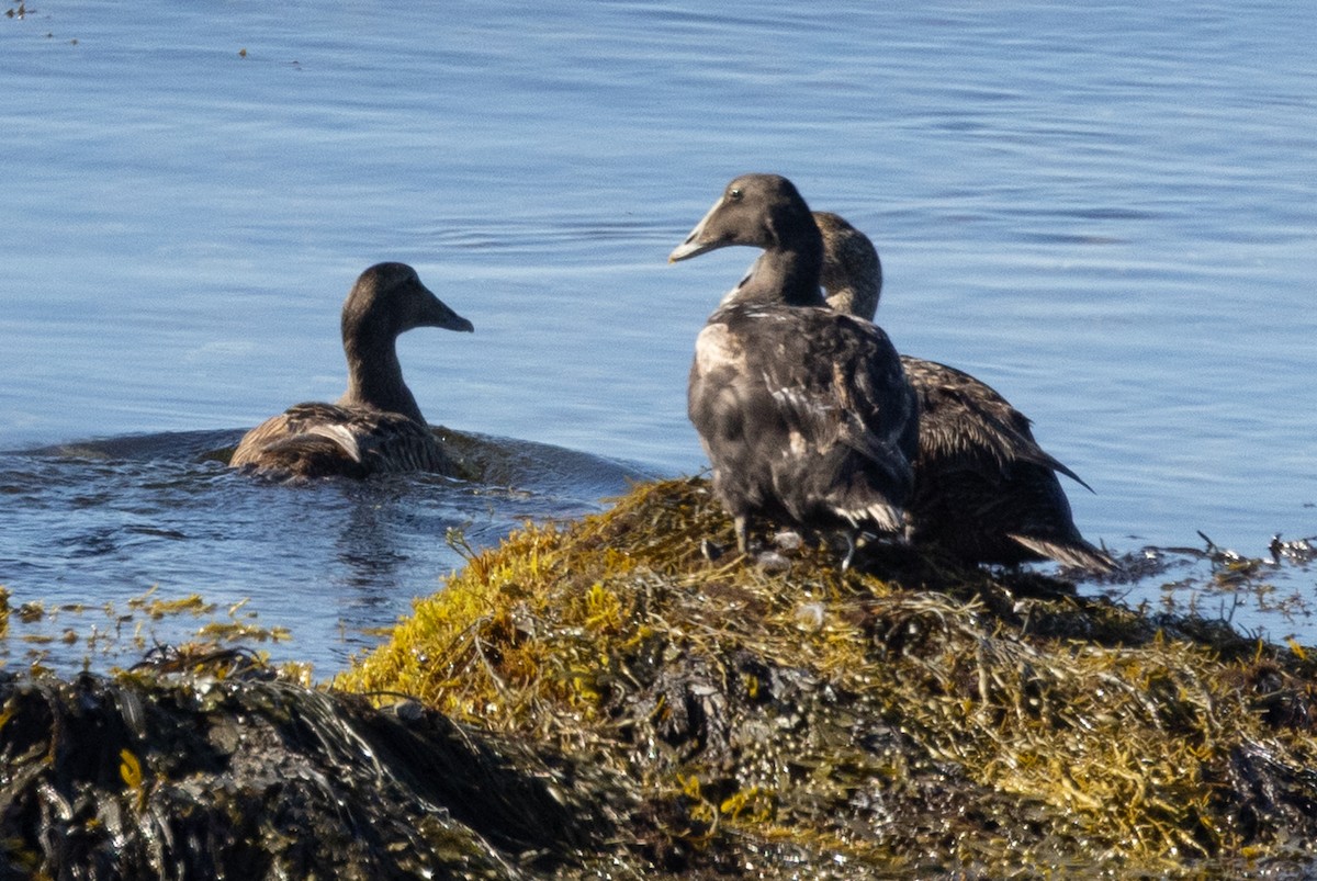 Common Eider - ML640177754